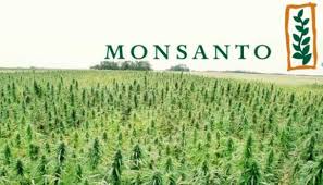 bayer monsanto