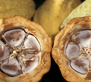 cacao vendita scoperto