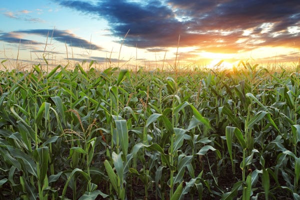 Previsioni prezzo materie prime alimentari